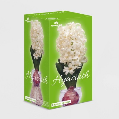 Fragrant White Hyacinth Bulb with Forcing Vase - National Plant Network