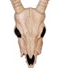 Skeleton Gazelle Head – 18" Halloween Skull Decoration - 3 of 3