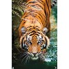 Trends International Tiger - Water Unframed Wall Poster Prints - 4 of 4