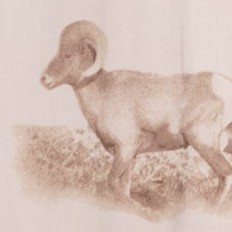 big horn sheep