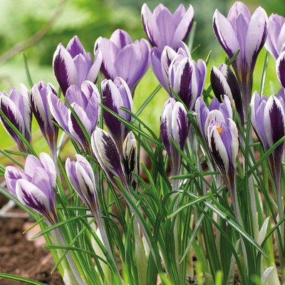 25ct Crocus Spring Beauty Bulbs - Van Zyverden