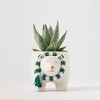 Holiday Polar Pals Live Plant(It May Vary) - Good Little Garden™ - 2 of 4