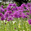 Van Zyverden 12ct Bulbs Allium Purple Sensation - 2 of 4