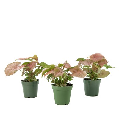 3pc Syngonium Regina Red - National Plant Network