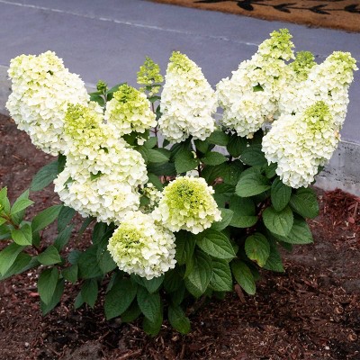 3ct Hydrangea Moonrock 4" Potted Rocketliners Plants - Van Zyverden