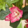 Kazeila Artificial Bougainvillea Tree with White Planter, Tall Faux Bougainvillea Trees with Red Flowers - 3 of 4