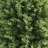 National Tree Company 32" Cypress Artificial Tree: Indoor/Outdoor Decor, Potted, Lifelike Faux Shrub - 3 of 3