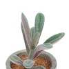 Unique Bargains Artificial Plants Pulp Planter Plastic Flesh 2.44"x2.44"x3.35" 1Pc - 4 of 4