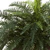 Nearly Natural River Fern with Wood Planter: Indoor Faux Greenery, Rectangle Plant Display - 2 of 3