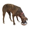 Unspill-a-Bowl® Stainless Steel Dog Bowl - Classic Silver | No Spill, Long Ears, Slow Feeding - 3 of 4