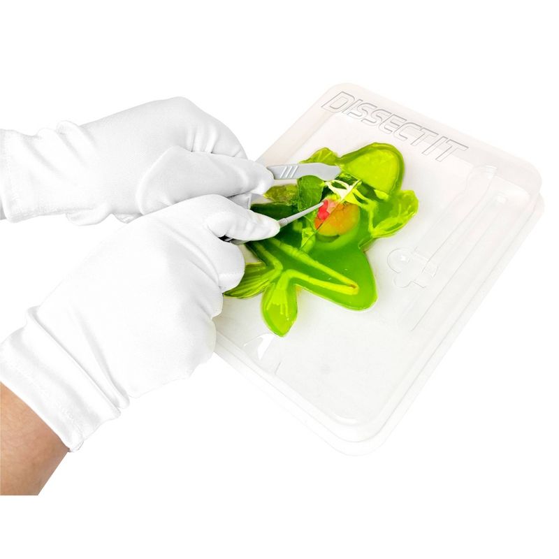 Top Secret Toys Dissect It - Frog Nature Exploration Toy, 3 of 13
