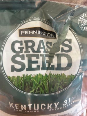 Pennington Kentucky 31 Tall Fescue Grass Sun or Shade Grass Seed 7 lb :  Target