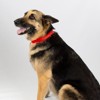 Country Brook Design Martingale Heavyduty Nylon Dog Collar - 2 of 4