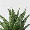 Falling Leaves Live Houseplant - Good Little Garden™ - 3 of 4