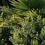 olive gray