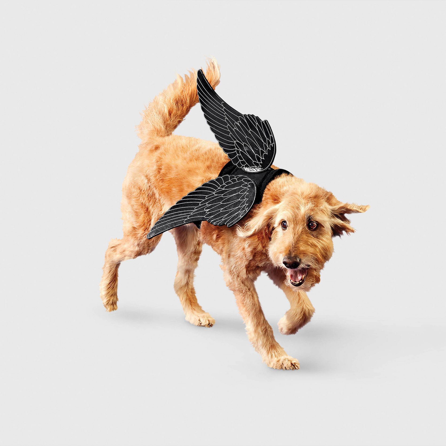 Raven Wings Dog Costume Accessories - Boots & Barkley™