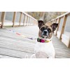 Country Brook Petz Deluxe Dog Collar - Groovy Collection - 2 of 4