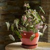 Southern Patio Wisteria 8 Inch Round Ceramic Indoor or Outdoor Garden Planter Pot with Saucer for Flowers and Plants, Red (3 Pack) - 4 of 4