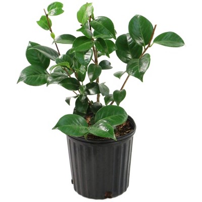 2.5qt Professor Sargent Camellia Japonica Plant with Red Blooms - National Plant Network