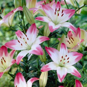 Van Zyverden 7ct 'Lollypop' Asiatic Lily Bulb White/Pink - 1 of 4