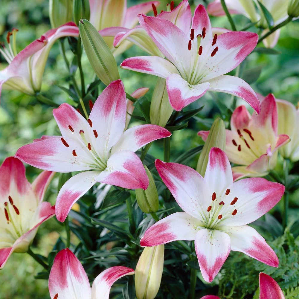 Photos - Garden & Outdoor Decoration Van Zyverden 7ct 'Lollypop' Asiatic Lily Bulb White/Pink