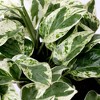 Live 5" Pothos Houseplant in Craft Planter - 2 of 3
