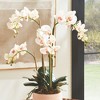 Plum & Post Phalaenopsis Orchid Artificial Plant Drop-In - 4 of 4