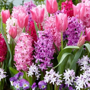 Van Zyverden 25ct Bulbs Tulips Hyacinth Chionodoxa 100 Days of Blooms Fragrant Pink Garden Set - 1 of 4