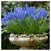 Spring Time Favorites Bulb Collection Set of 75 Bulbs - Red/Yellow/Blue - Van Zyverden - 4 of 4
