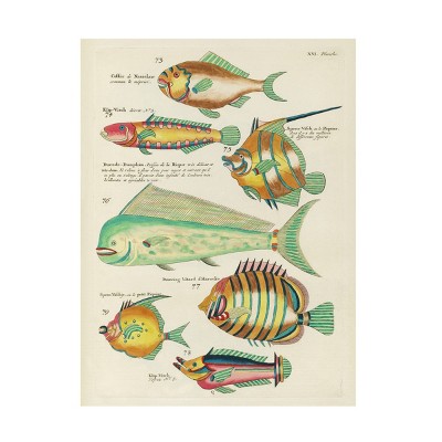 Trademark Fine Art - Louis Renard Renard Tropical Fish Ii Canvas Art ...