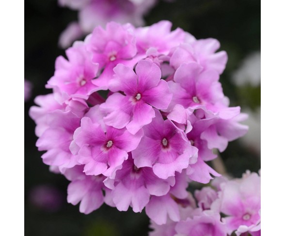 4pc Verbena EnduraScape Hot Pink - Cottage Hill