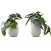 Monarch Specialties Artificial Plant 8 inch Tall Alocasia Indoor Faux Fake Table Greenery Potted Set Of 2 Decorative Green Leaves White Cement Pots - 2 of 4