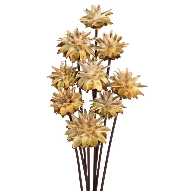Vickerman 20" Plumosum Head attached to a Brown Stem, Dried 9 Stems, 2 of 5