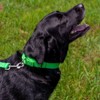 Country Brook Design Martingale Heavyduty Nylon Dog Collar - 3 of 4