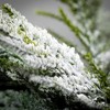 50"L Sullivans Artificial Norfolk Island Cedar Christmas Swag, Green, Indoor Christmas Decor - 2 of 3