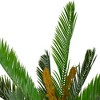 Northlight 5' Potted Two Tone Green Cycas Artificial Floor Plant - image 2 of 4