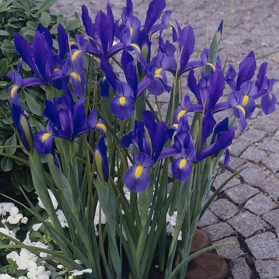 Dutch Iris Sapphire Beauty Set of 25 Bulbs - Blue - Van Zyverden