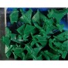 Star Trek: Ascendancy Romulan Escalation Pack - 2 of 4