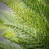 Sullivans Artificial 17" Ruffled Fern Bush - 2 of 2