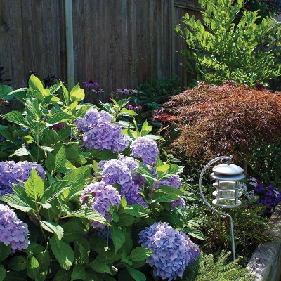 Van Zyverden Hydrangea Nikko Blue 4" Potted Rocketliners Blue Hydrangea in Nursery Pot