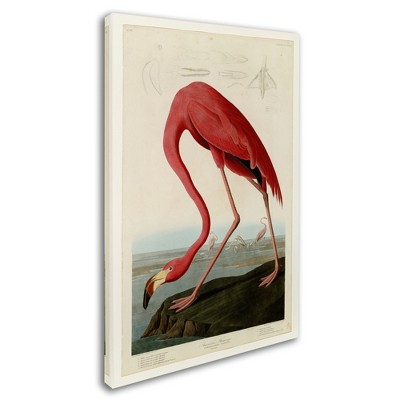 Trademark Fine Art - John James Audubon American Flamingo Matted Framed Art