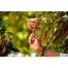 Caramel Apples Trio- Bitoy's Sweet Treats - 3 of 3