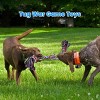 Heavy Duty Dog Rope Toys for Large Breed Aggressive Chewers, 2 Pack Indestructible Teeth Cleaning Tug of War Toy - 2 of 4