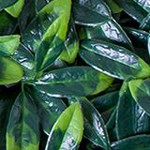 green 2