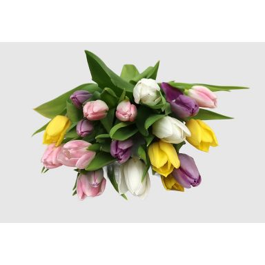 Fresh Cut Rainbow Tulips - 15 Stems