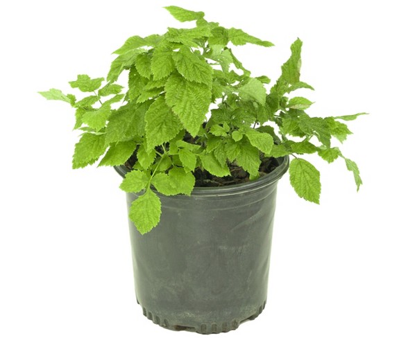 Bushel and Berry&#174; Raspberry ' Shortcakes' 1pc Seasonal U.S.D.A. Hardiness Zones 4-9 Cottage Hill 2.5qt