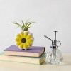 Live Houseplant with Florets Pot Yellow - Good Little Garden™ - 4 of 4