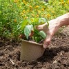 Back to the Roots 8pk Organic & Peat Free Plantable Seed Starting Pots - 2 of 4