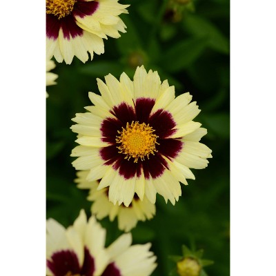 3pc Coreopsis Uptick Cream/Red - National Plant Network