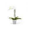 Ecopots Morinda Durable Modern Round Indoor/Outdoor Recycled-Based Composite Orchid Flower Planter - 4 of 4